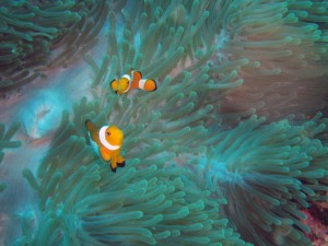 duiken in combodja met nemo