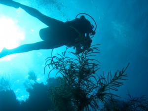 onderwater duiken cambodja