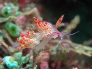 duiken in cambodja tussen planten