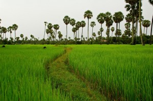rijstveld in cambodja